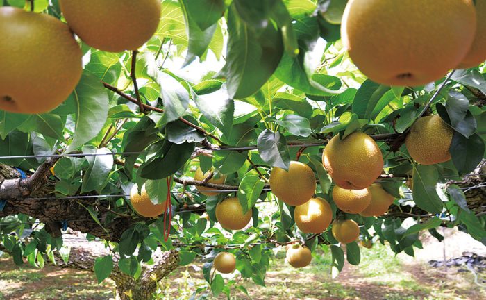 株式会社エヌアセット サムネイル